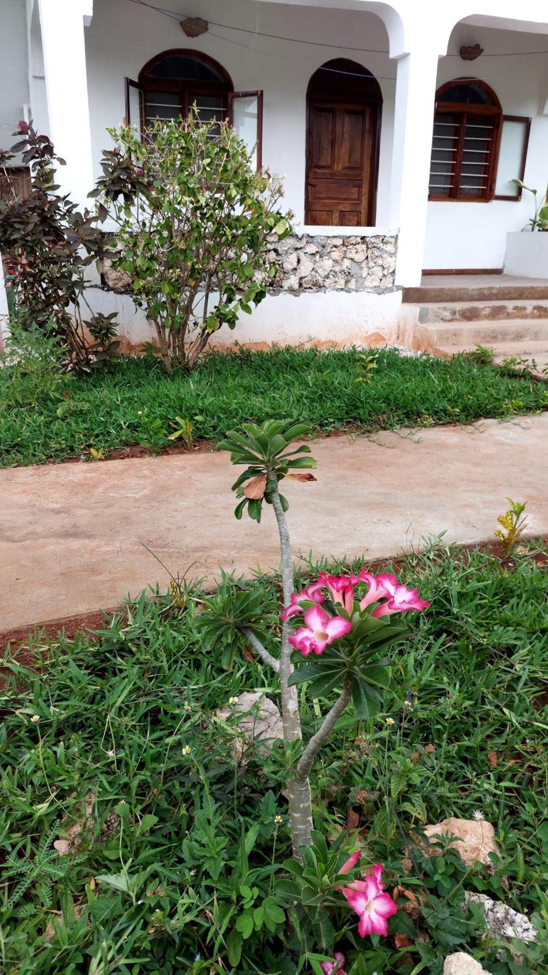 Mawimbi Bungalows Nungwi Ngoại thất bức ảnh